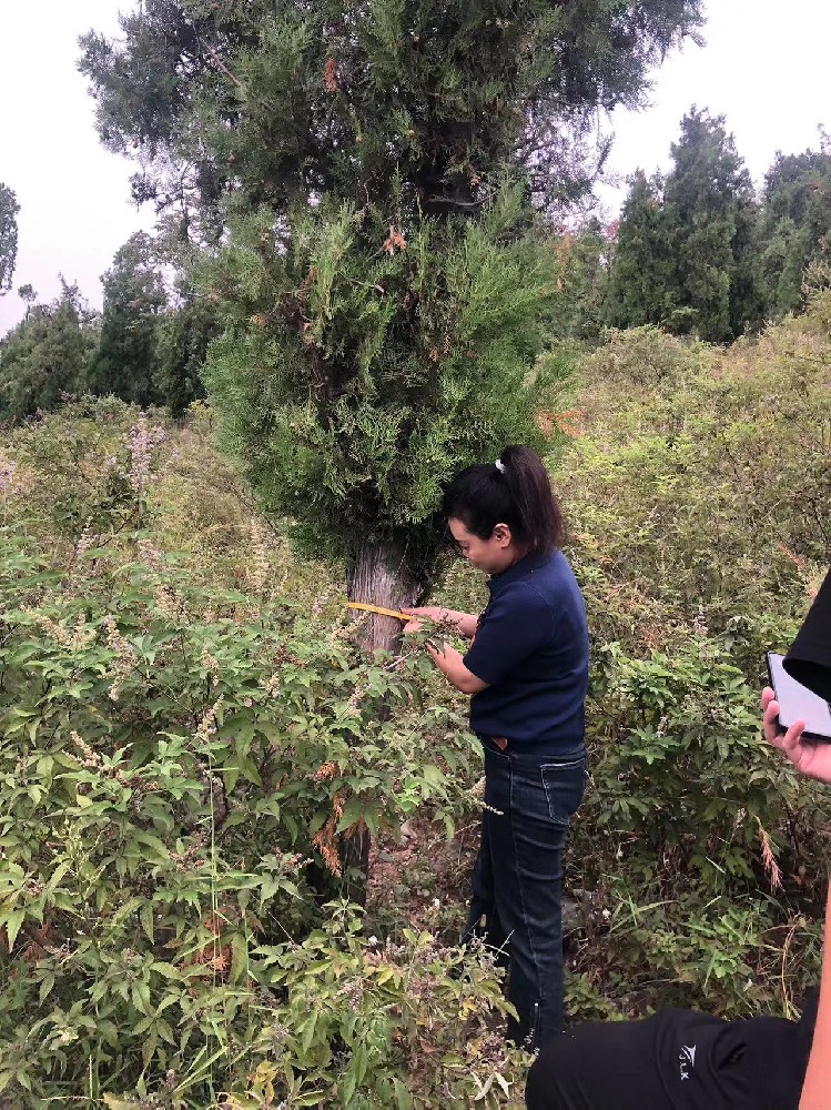 林地可研項目現(xiàn)場勘測進行中